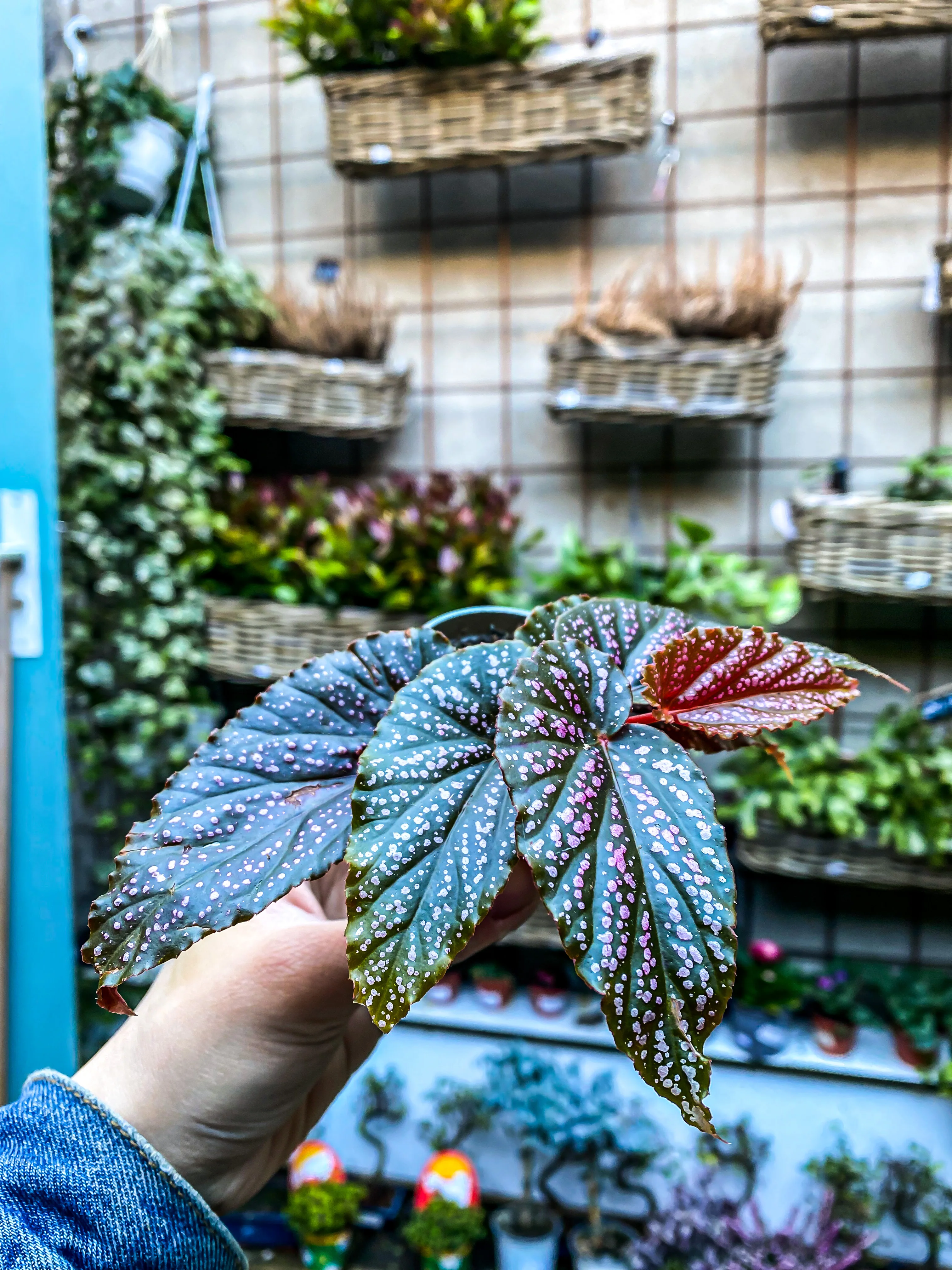 Begonia Pink Spot - Image 2