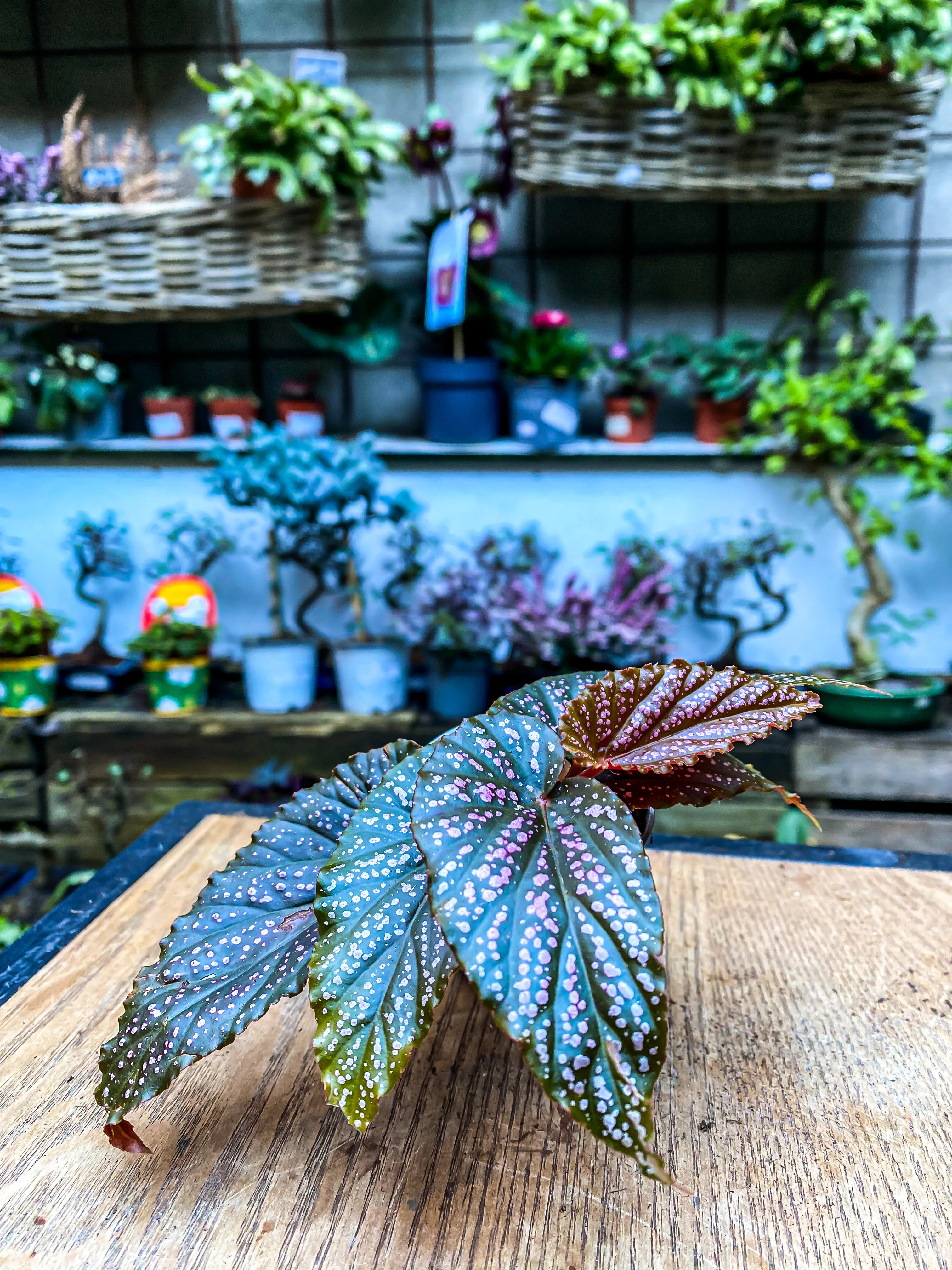 Begonia Pink Spot - Image 3