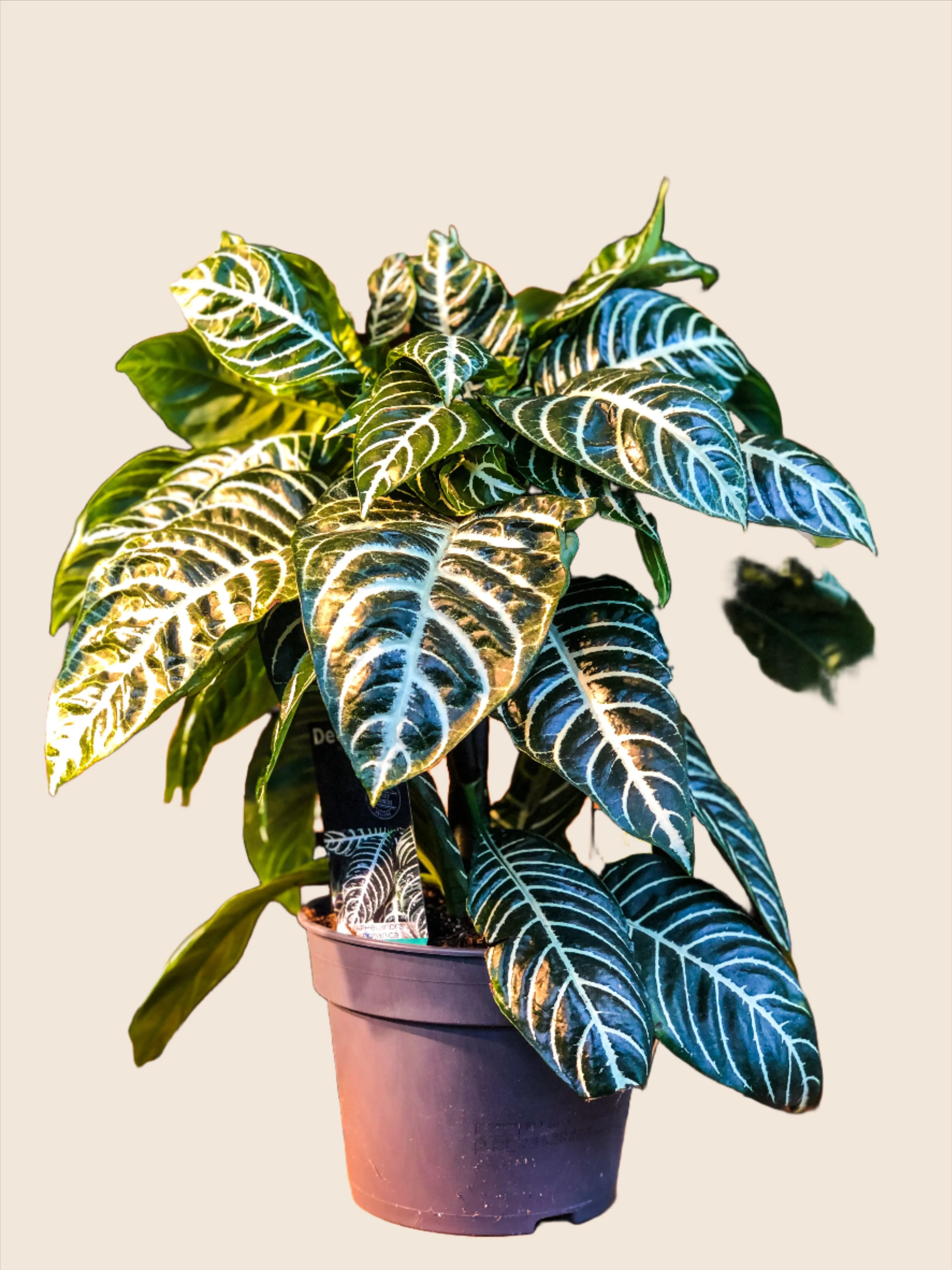 Zebra Plant (Aphelandra Squarrosa)