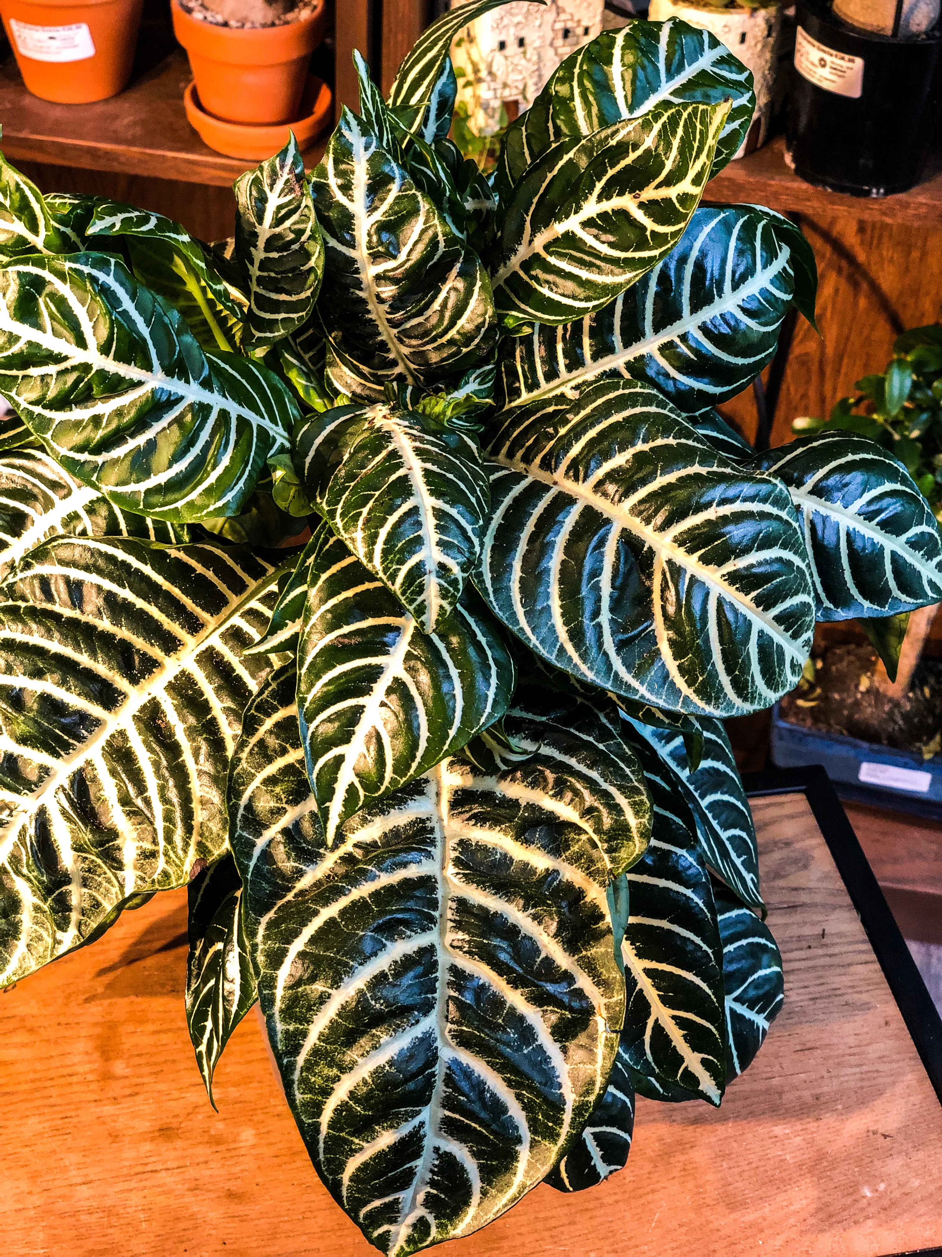 Zebra Plant (Aphelandra Squarrosa) - Image 2